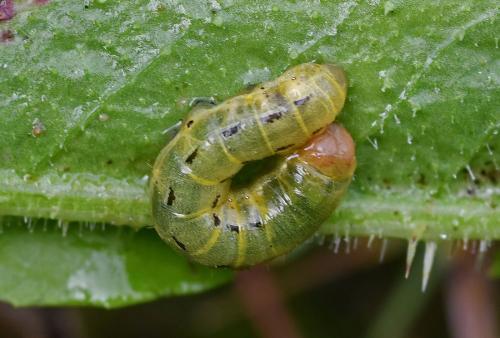Noctua pronuba